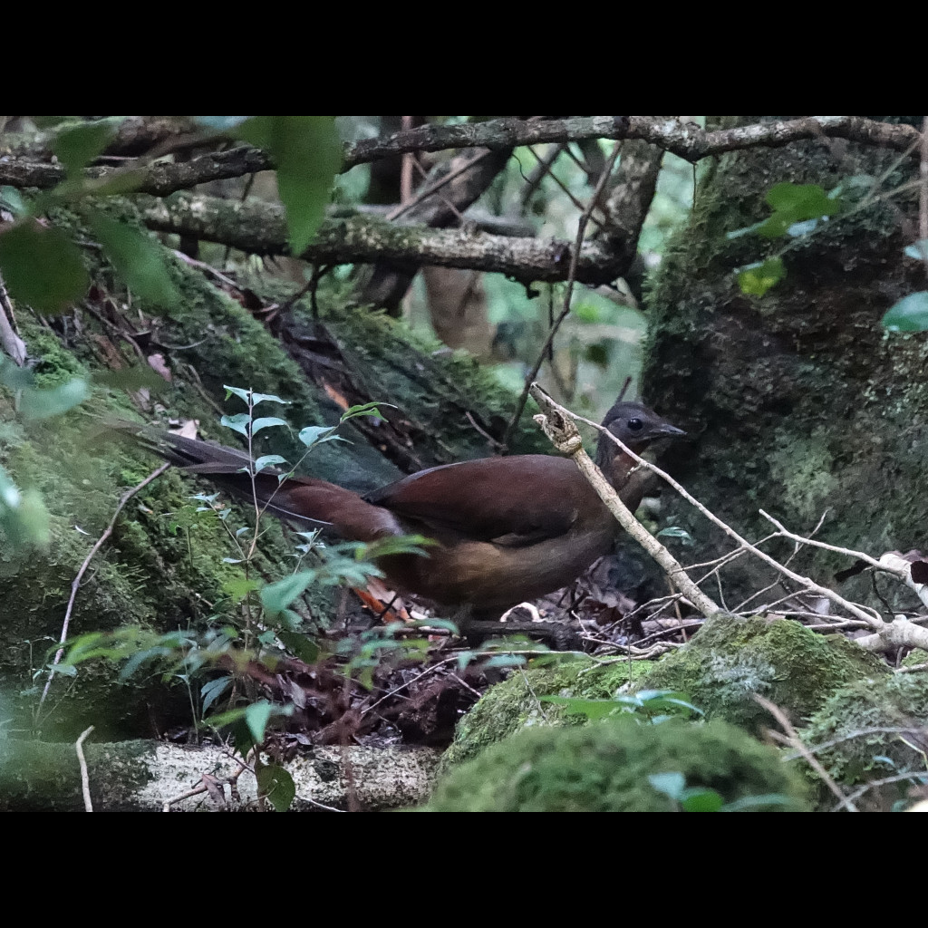 Albert's Lyrebird