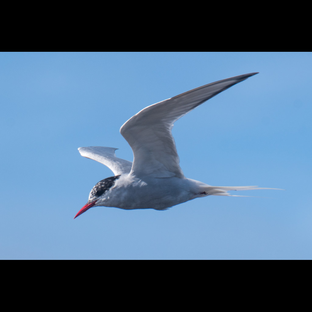 Antarctic Tern