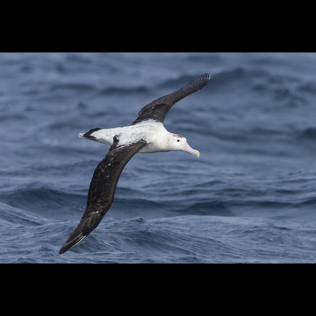 Antipodean Albatross
