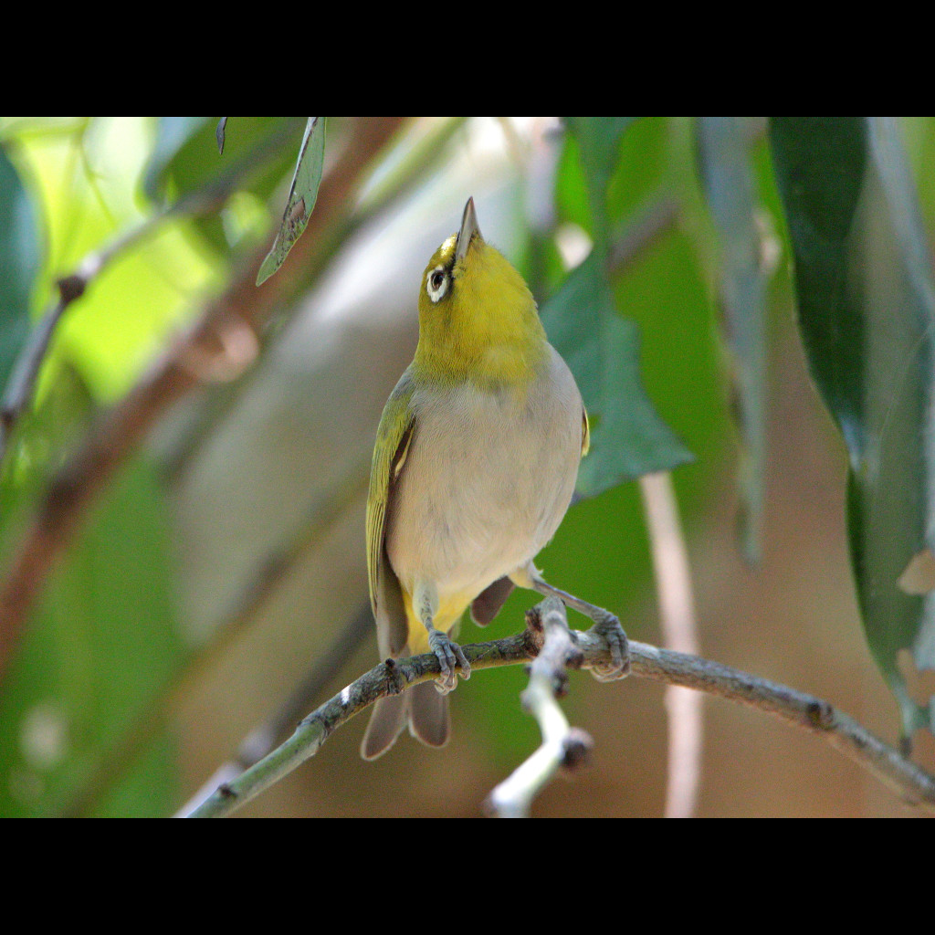 Ashy-bellied White-eye