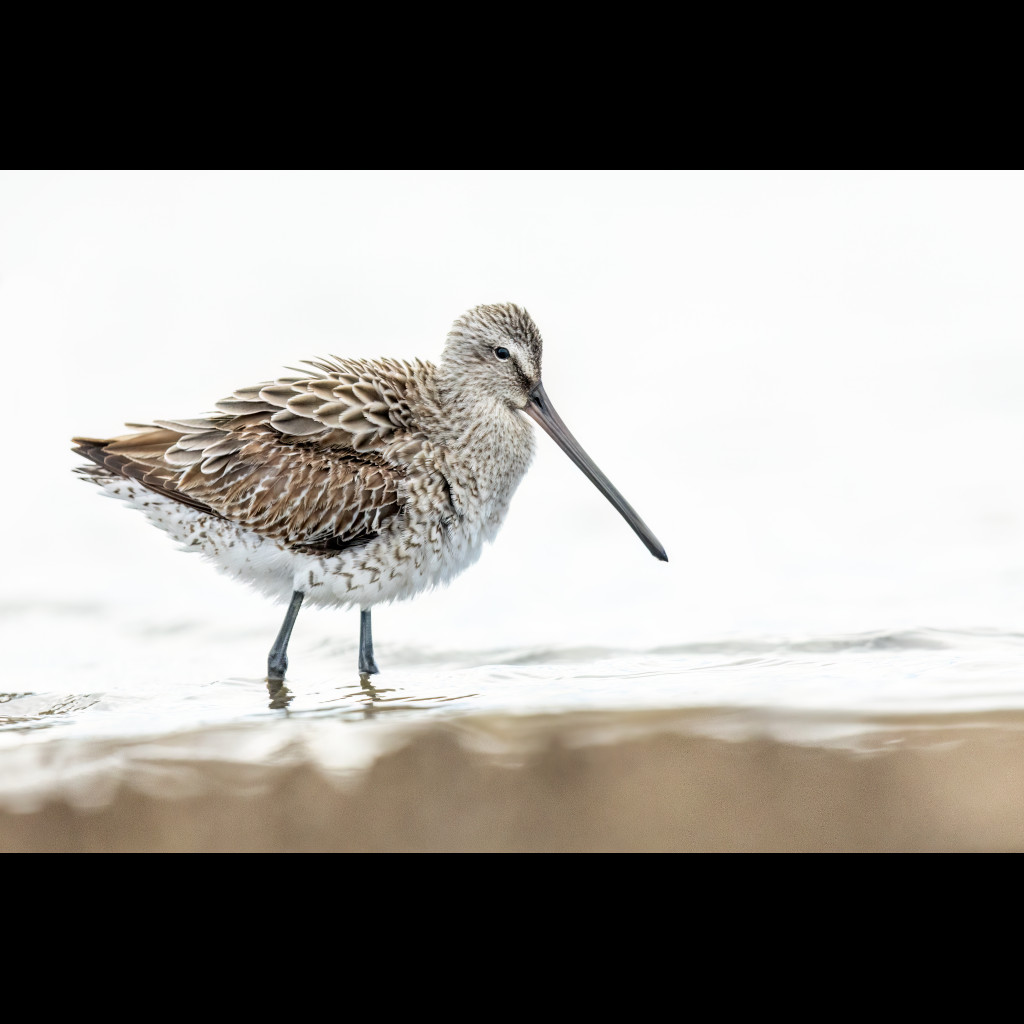 Asian Dowitcher
