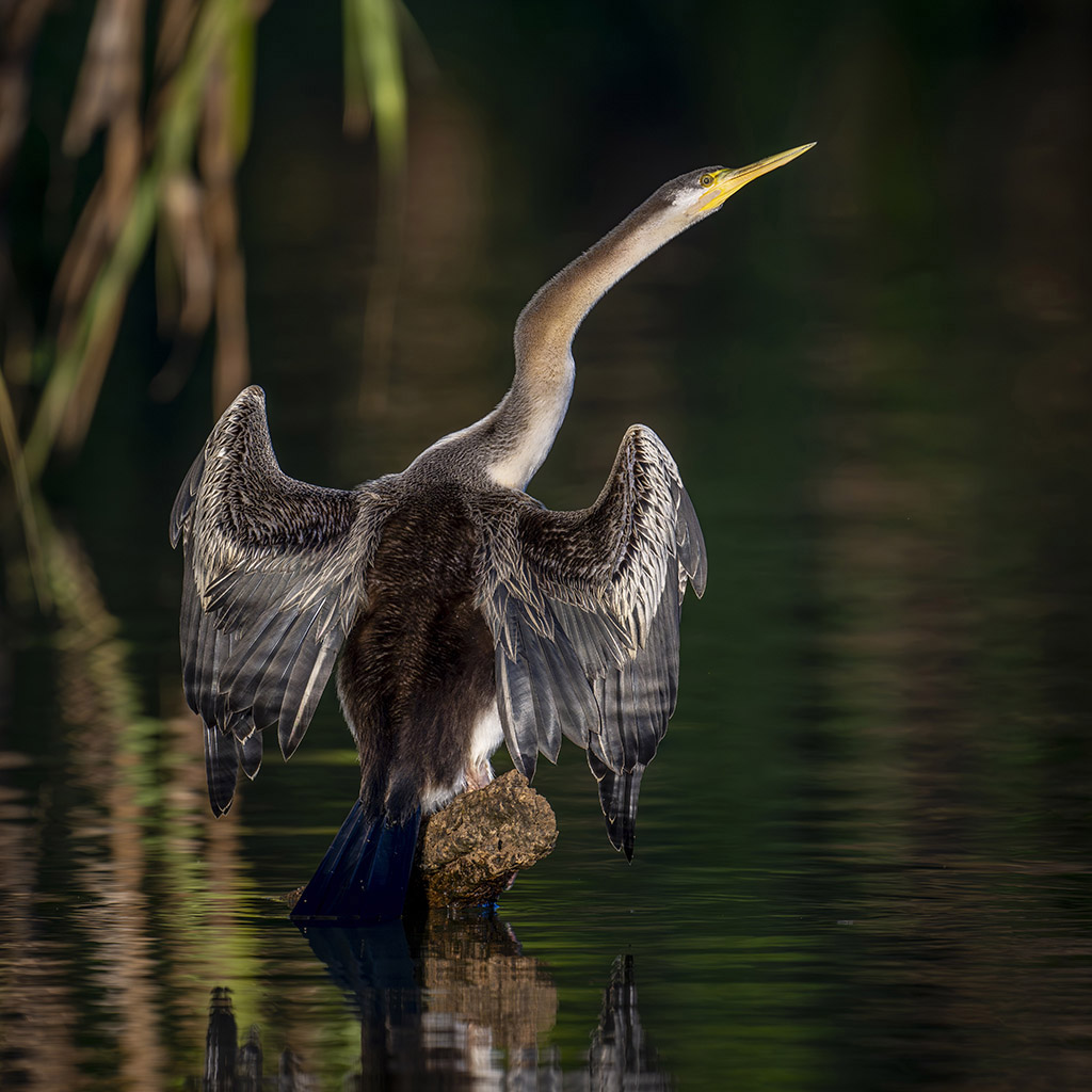 Australasian darter