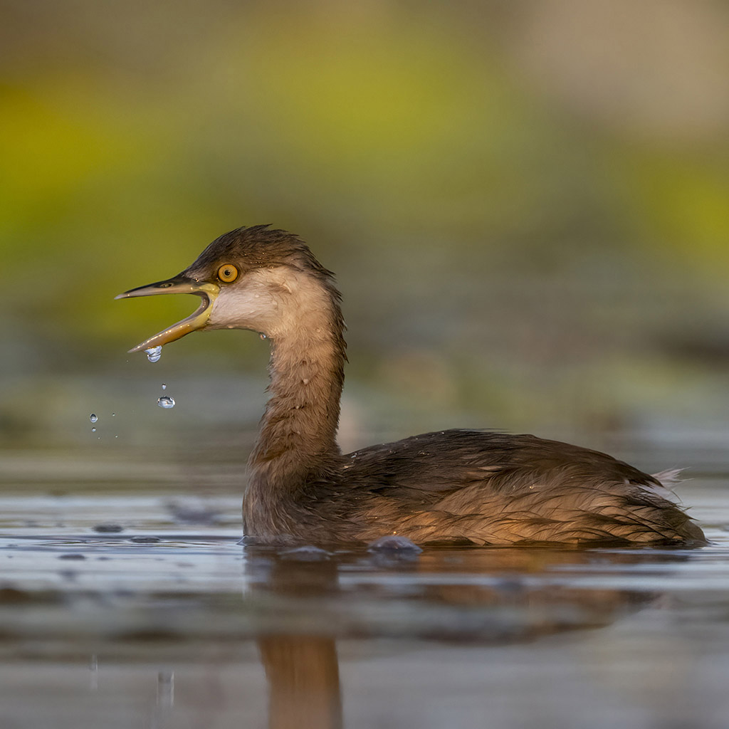 Australasian Grebe