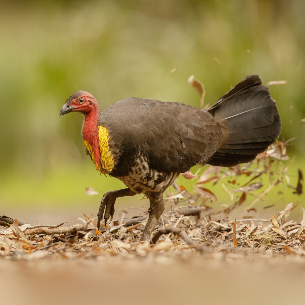Australian Brush-turkey