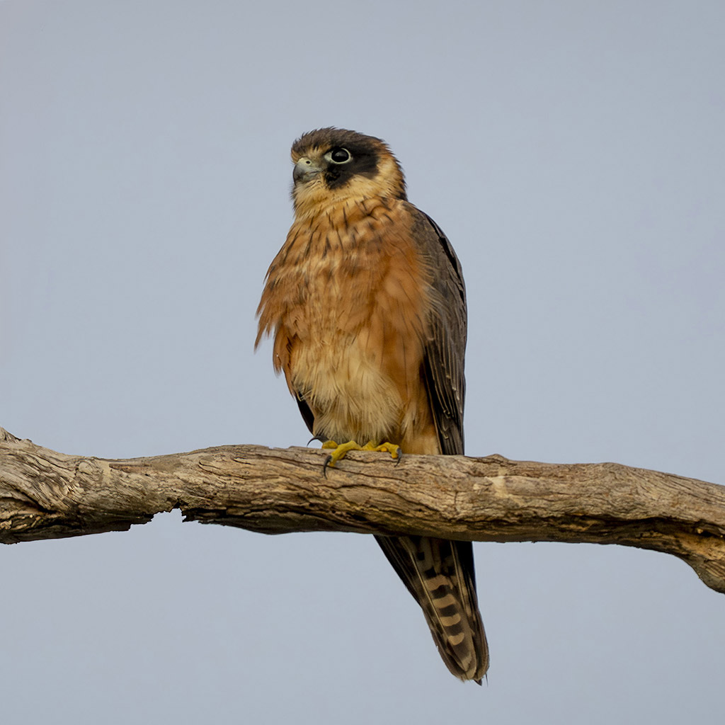 Australian Hobby