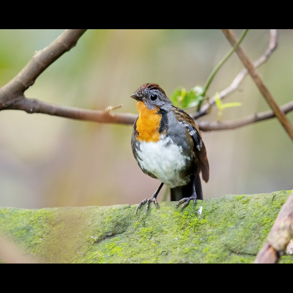 Australian Logrunner