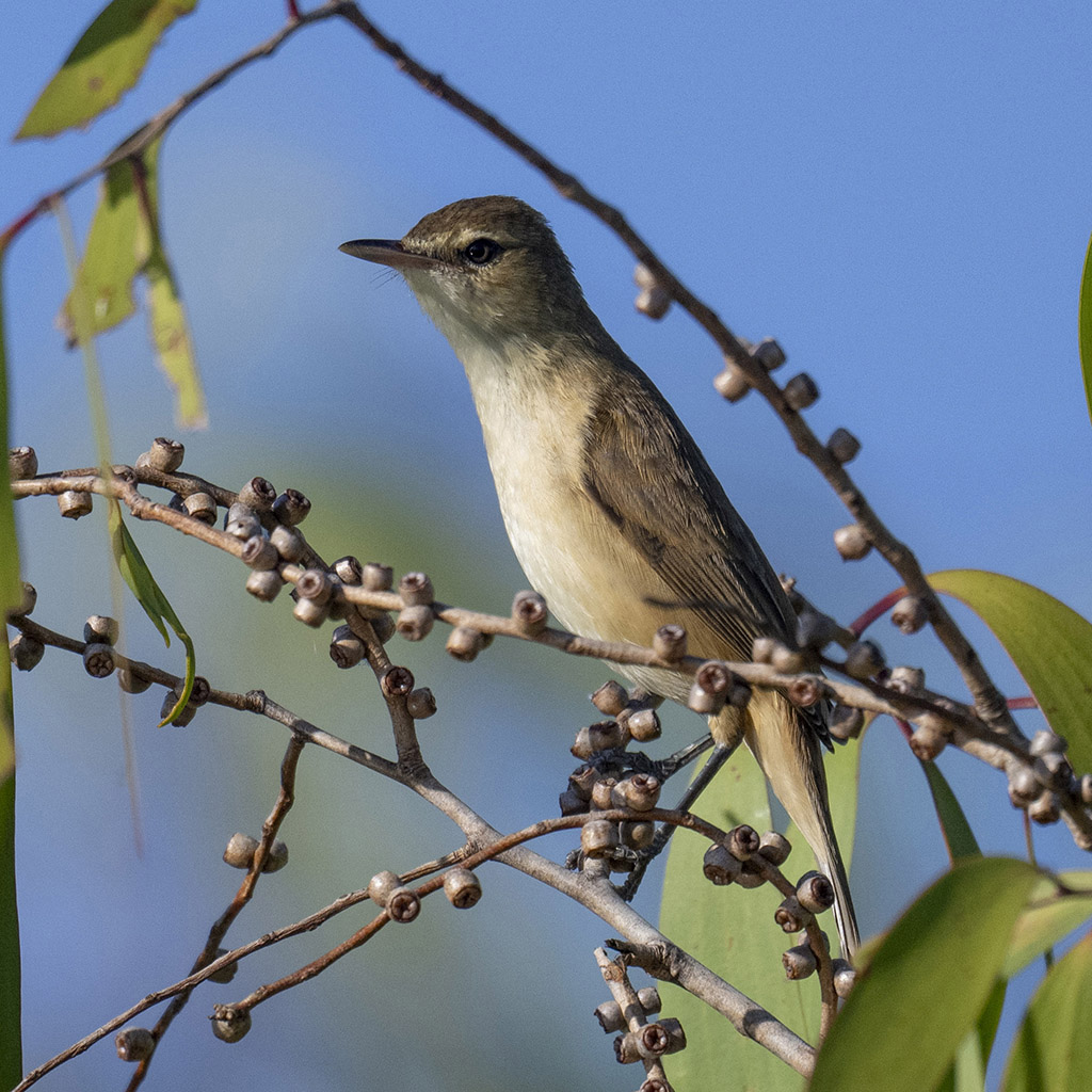 Australian Reed Warbler