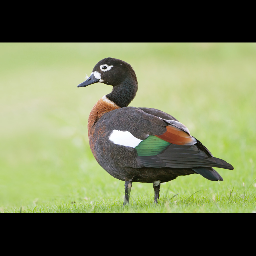 Australian Shelduck