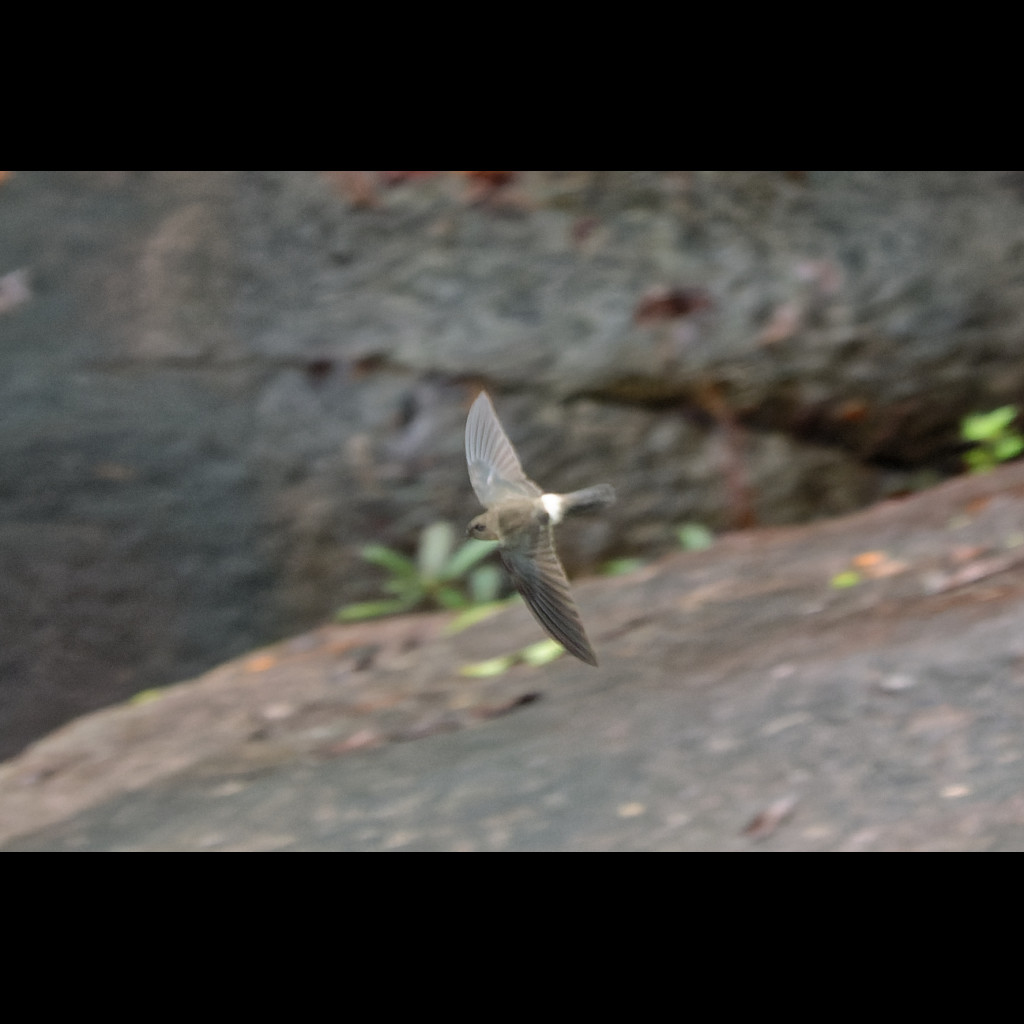 Australian Swiftlet