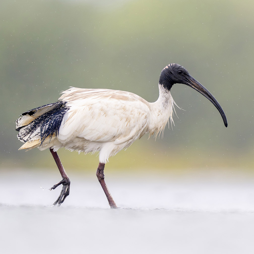 Australian White Ibis