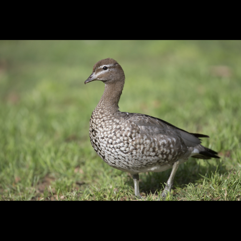 Australian Wood Duck