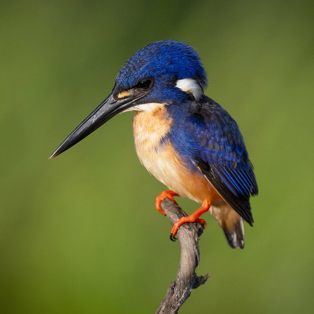 Azure Kingfisher