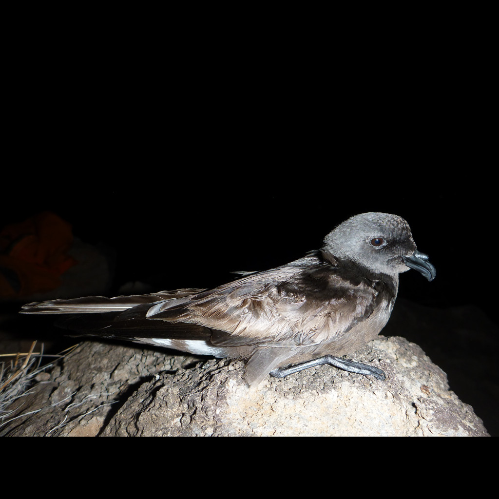 Band-rumped Storm-Petrel