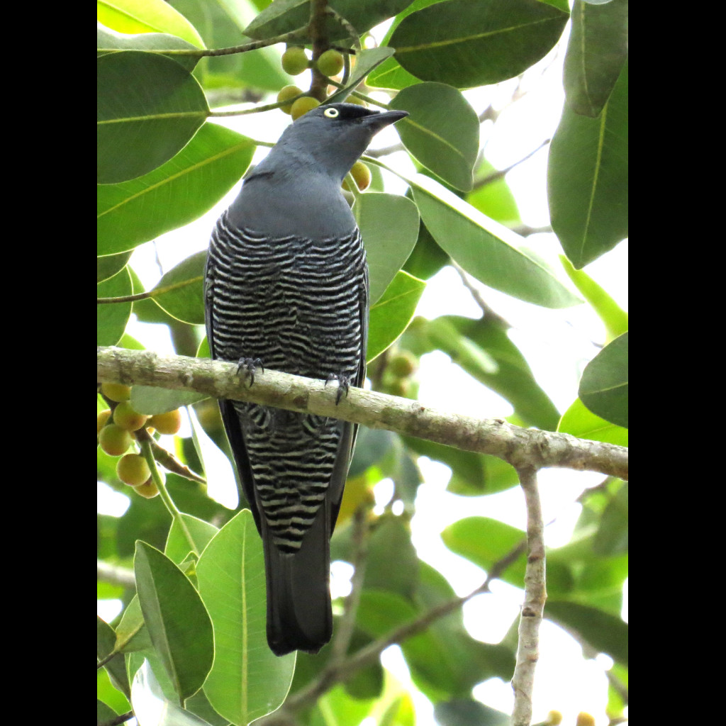 Barred Cuckoo-shrike