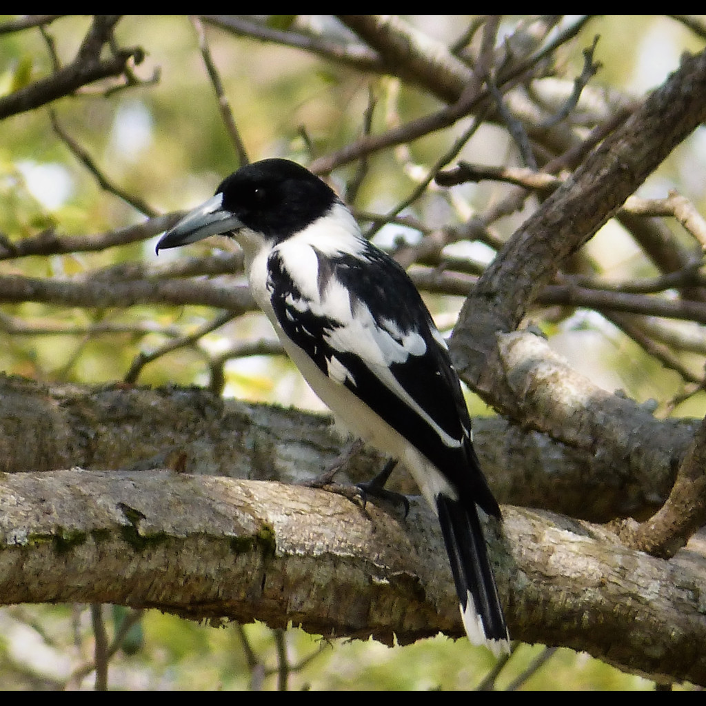 Black-backed Butcherbird