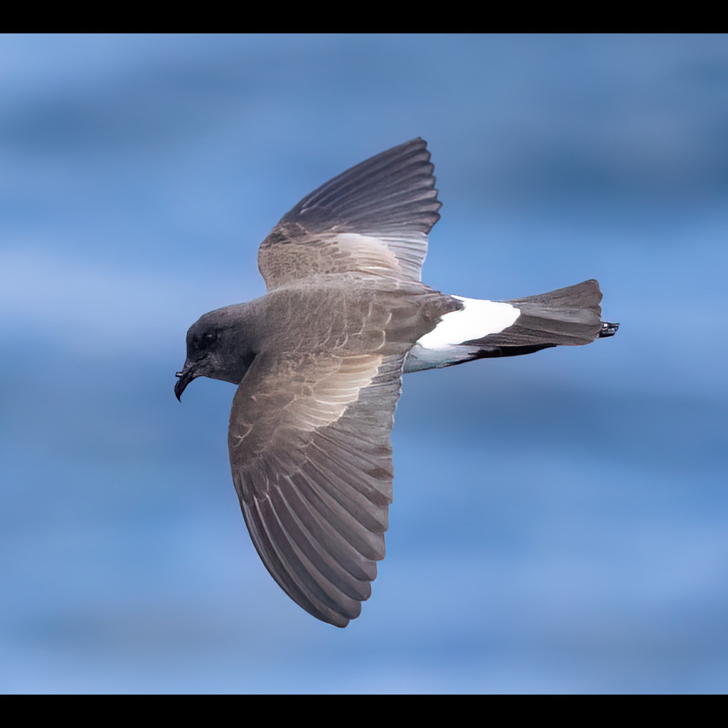 Black-bellied Storm-Petrel