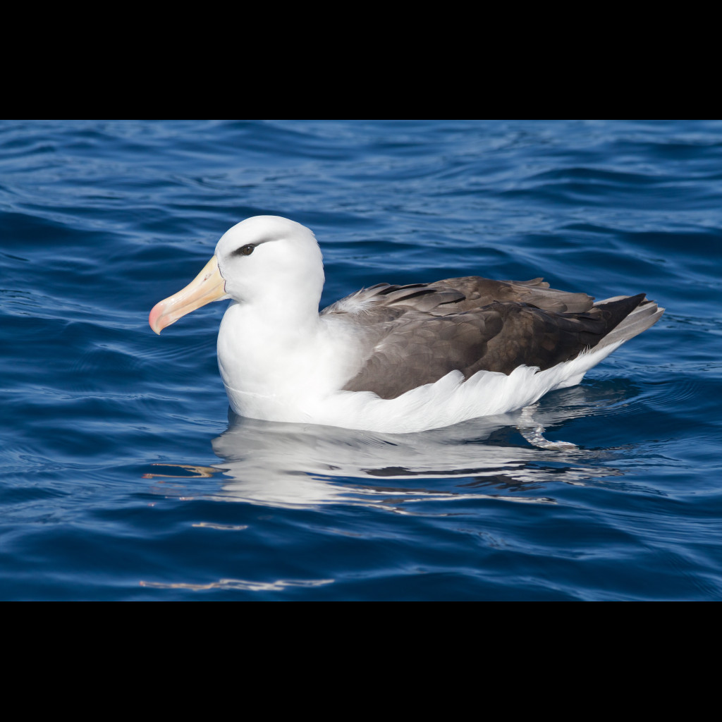 Black-browed Albatross