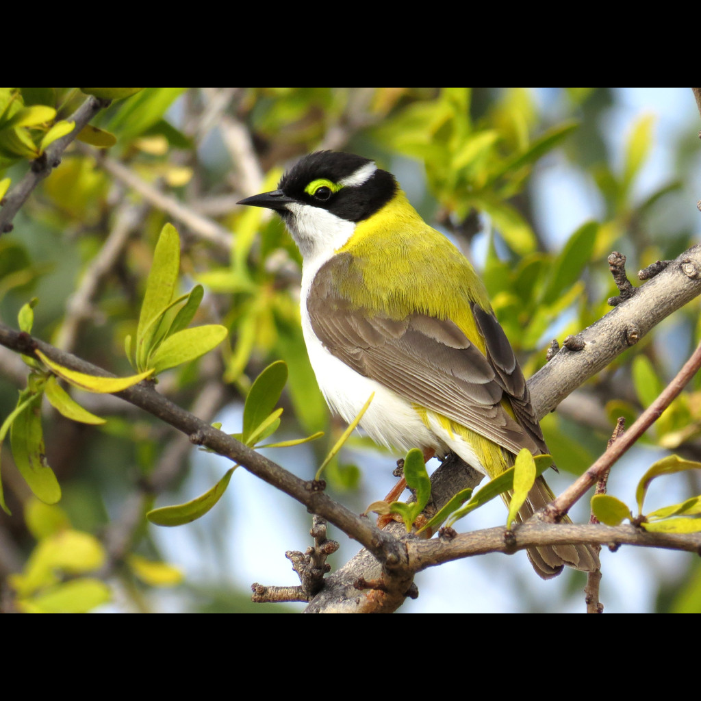 Black-chinned Honeyeater