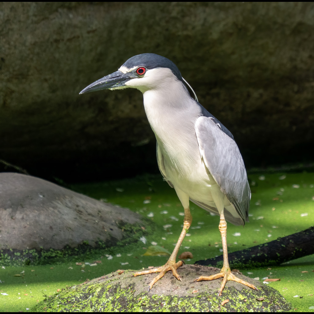 Black-crowned Night-Heron