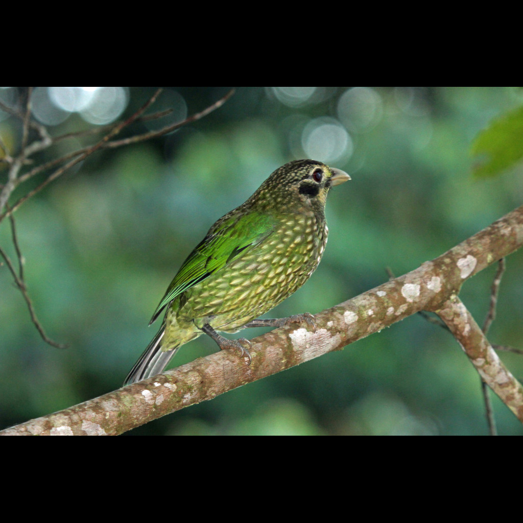 Black-eared Catbird