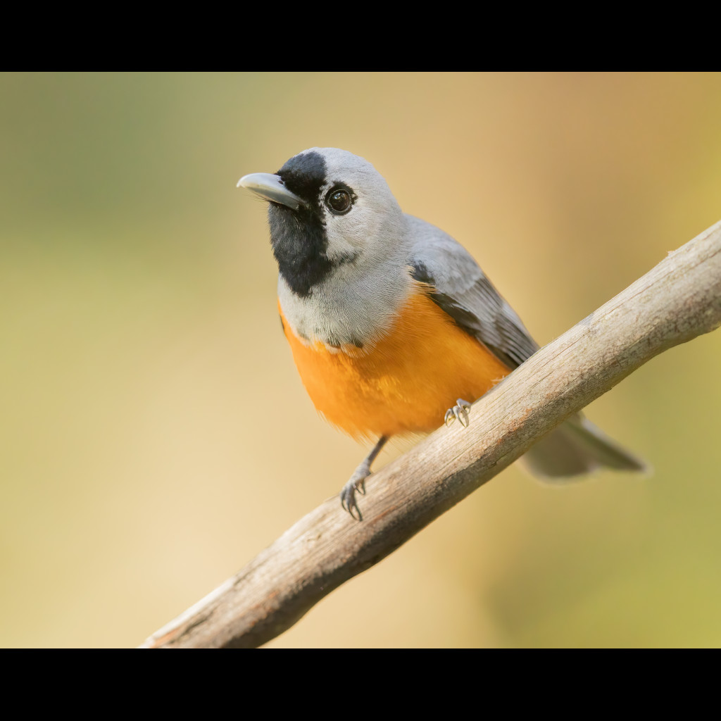 Black-faced Monarch