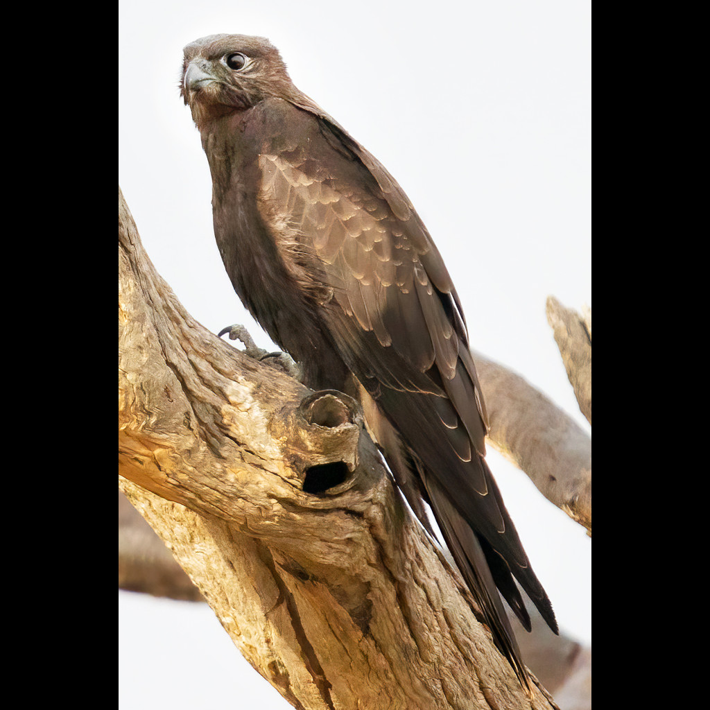 Black Falcon