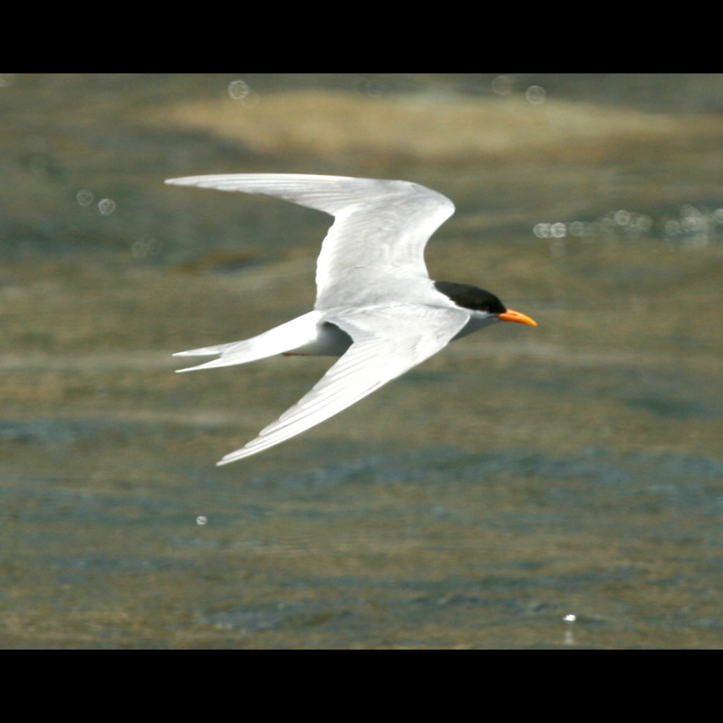 Black-fronted Tern