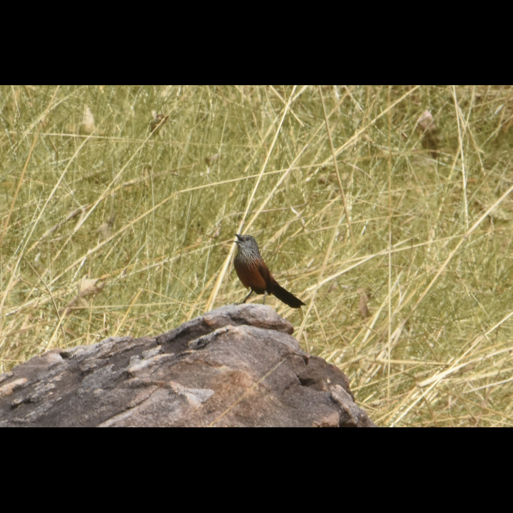 Black Grasswren