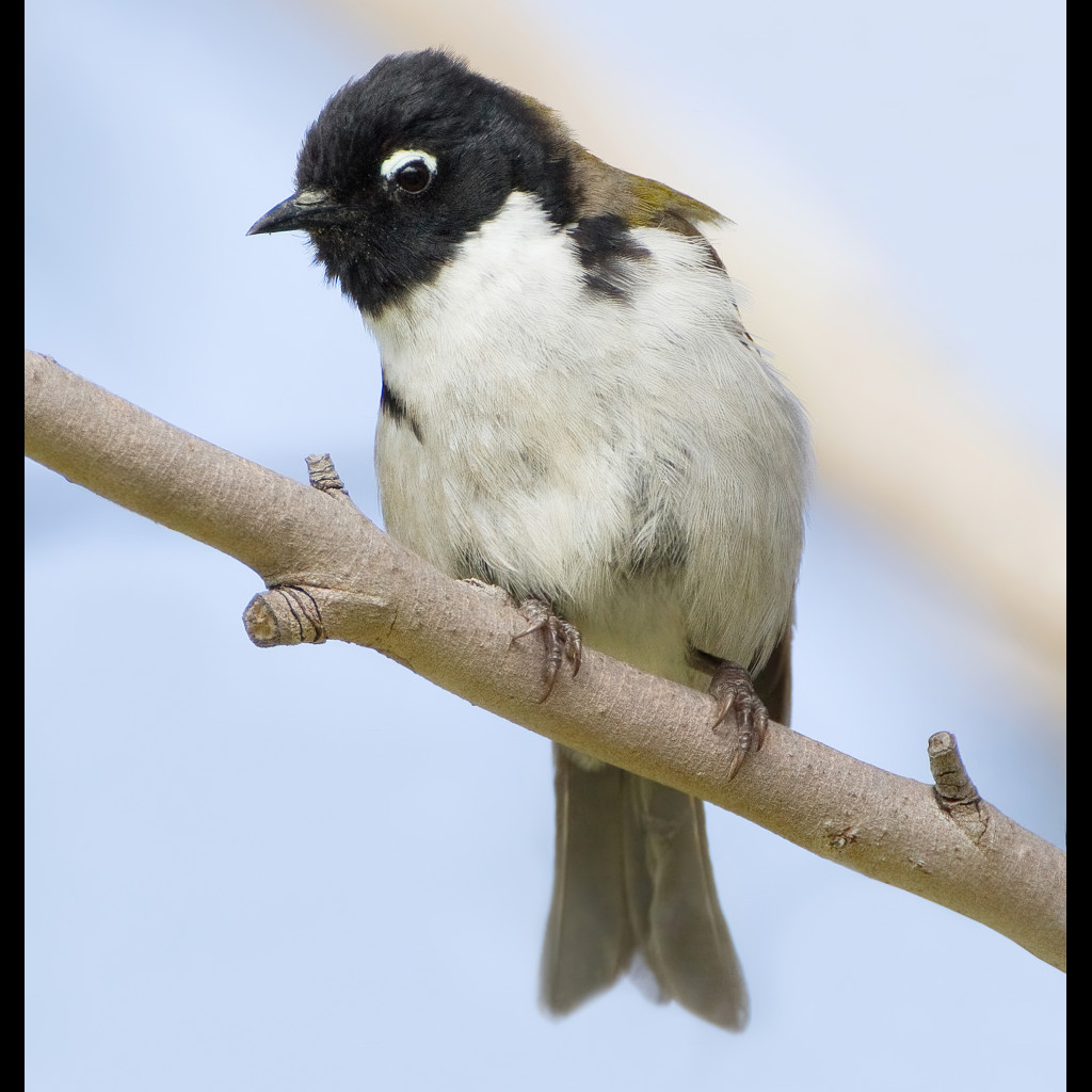 Black-headed Honeyeater