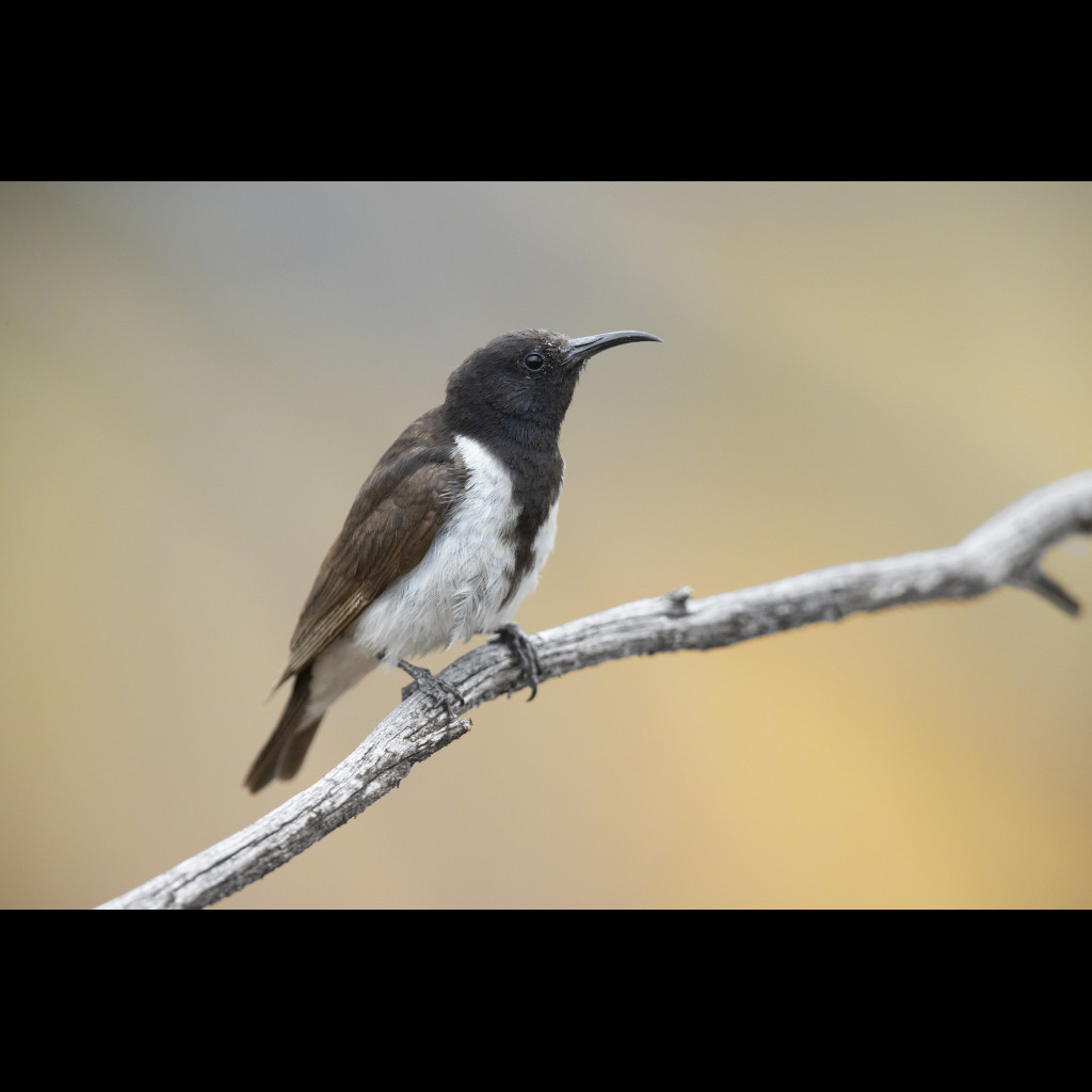 Black Honeyeater