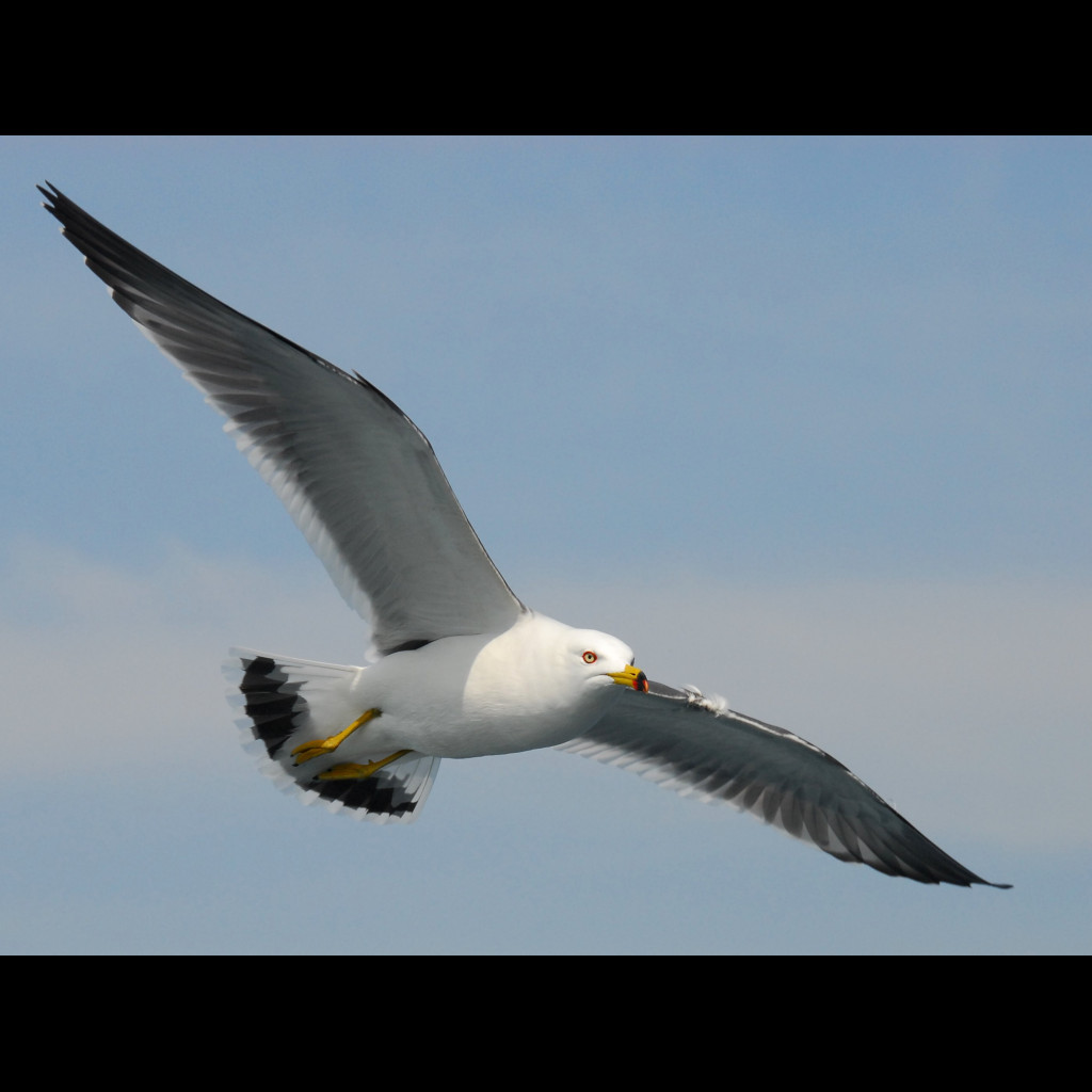 Black-tailed Gull