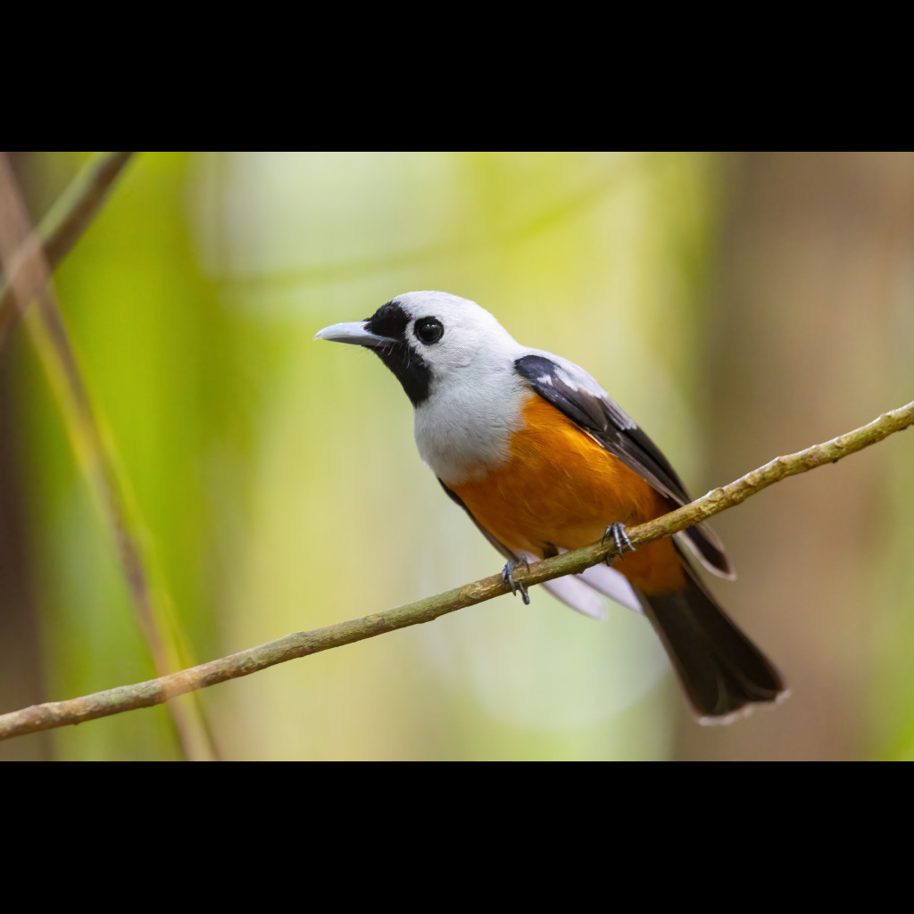 Black-winged Monarch
