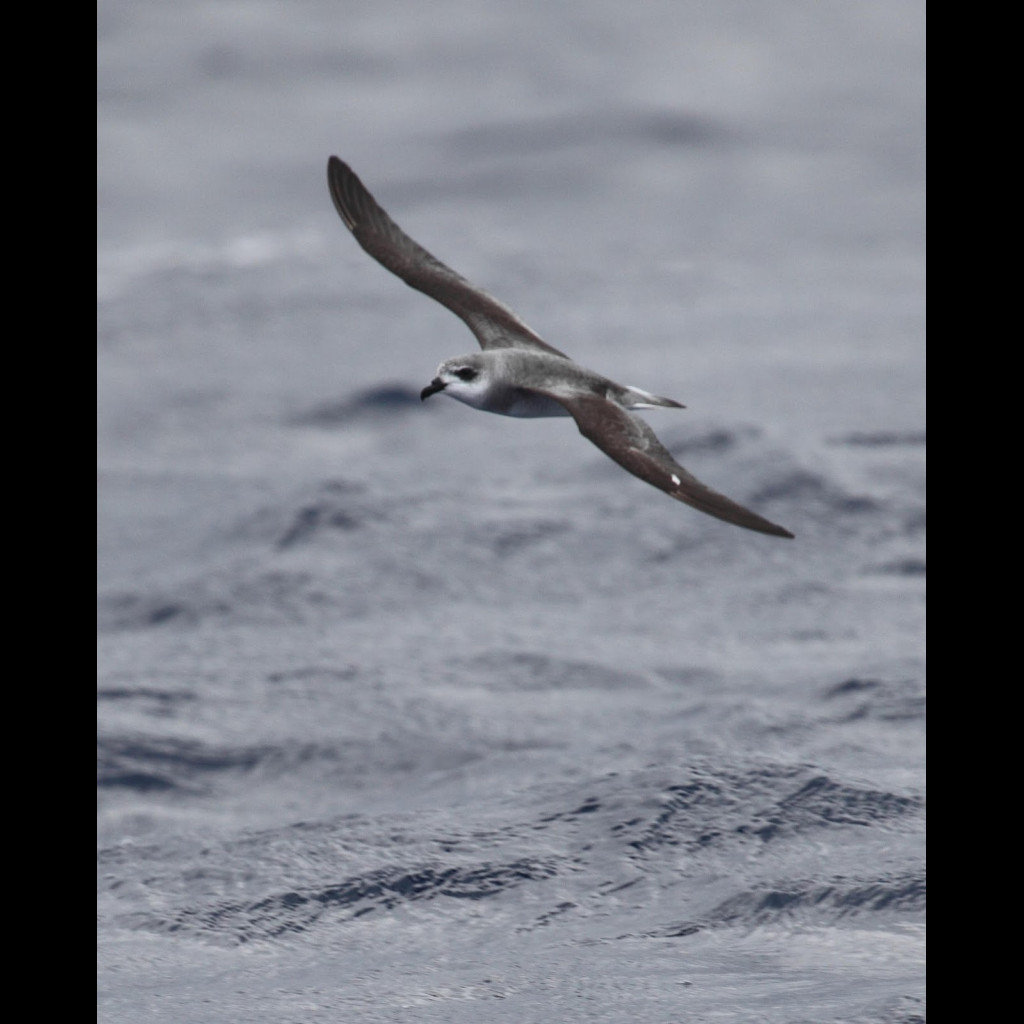 Black-winged Petrel