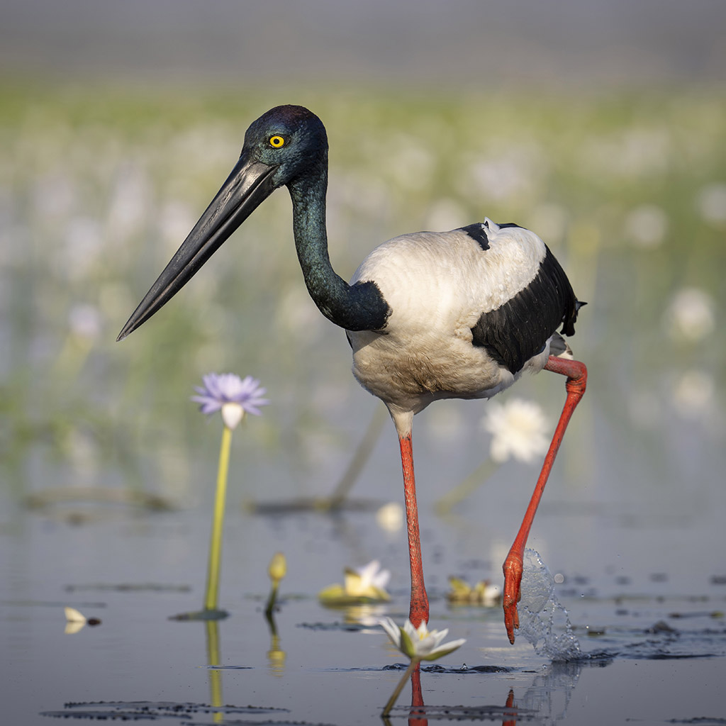 Black-necked Stork