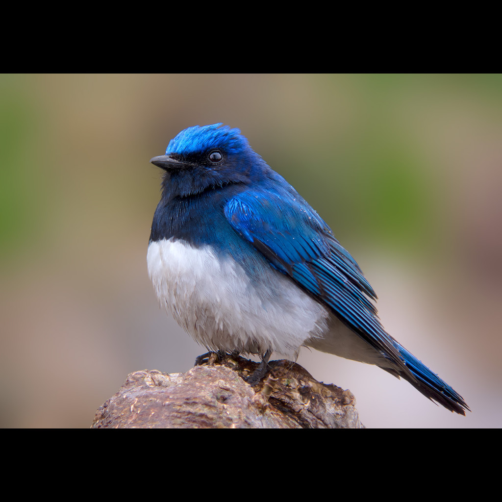 Blue-and-White Flycatcher
