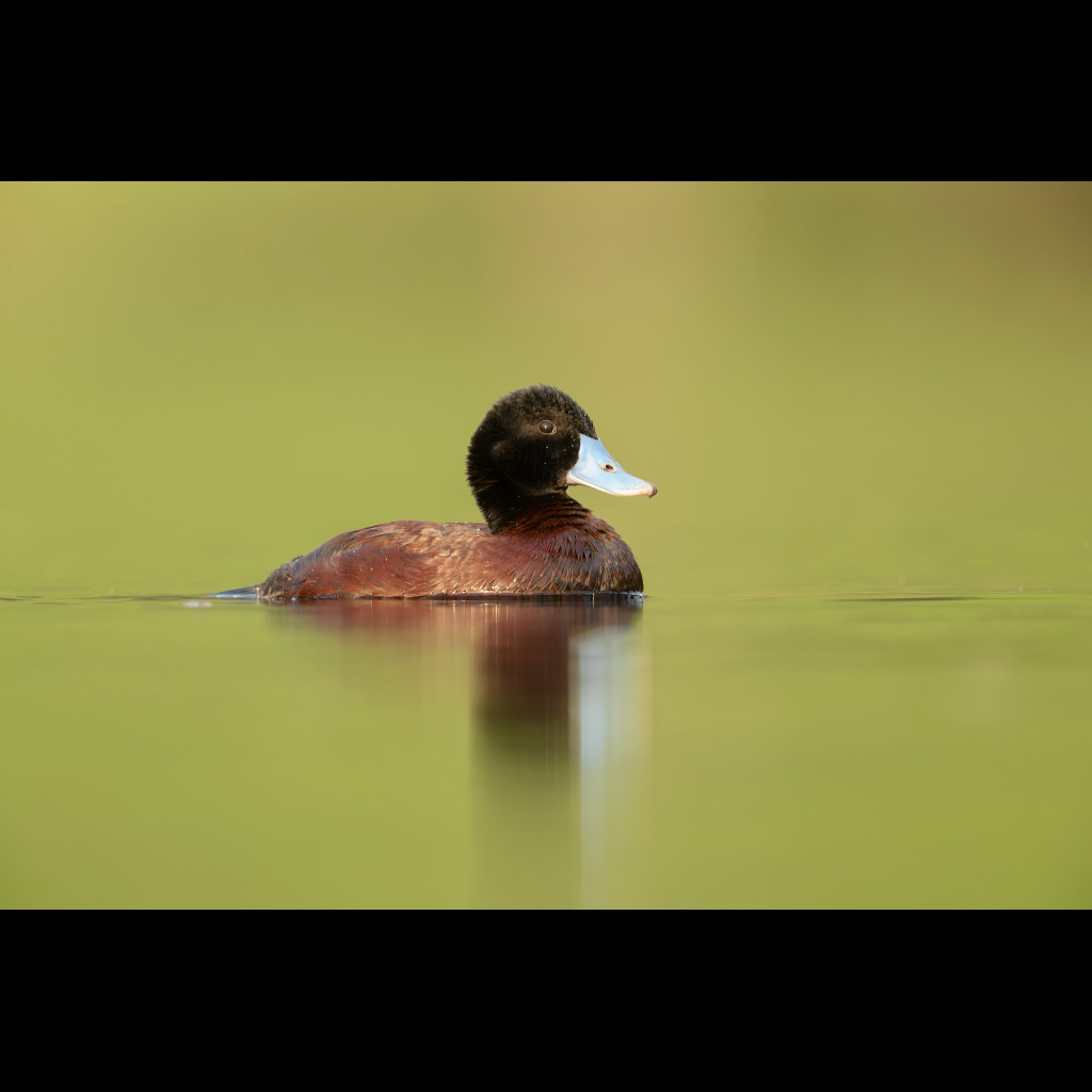Blue-billed Duck