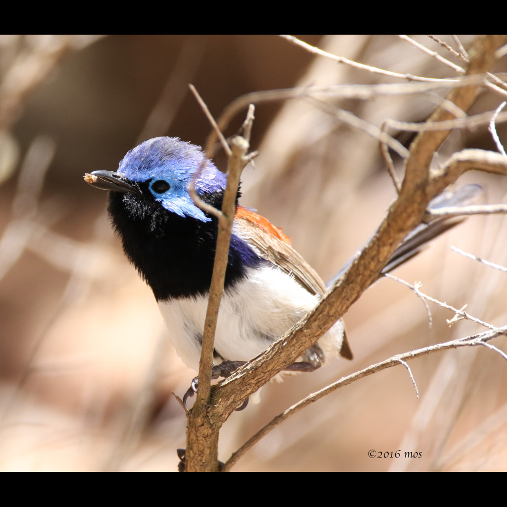Blue-breasted Fairy-wren