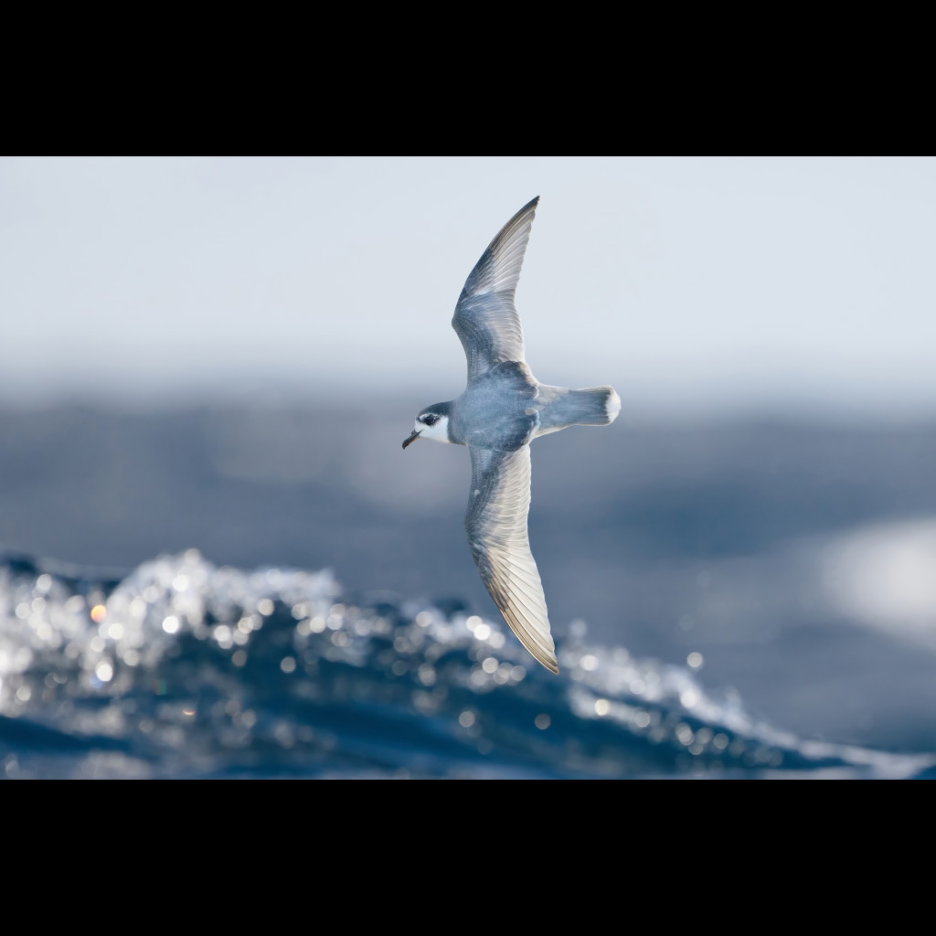 Blue Petrel