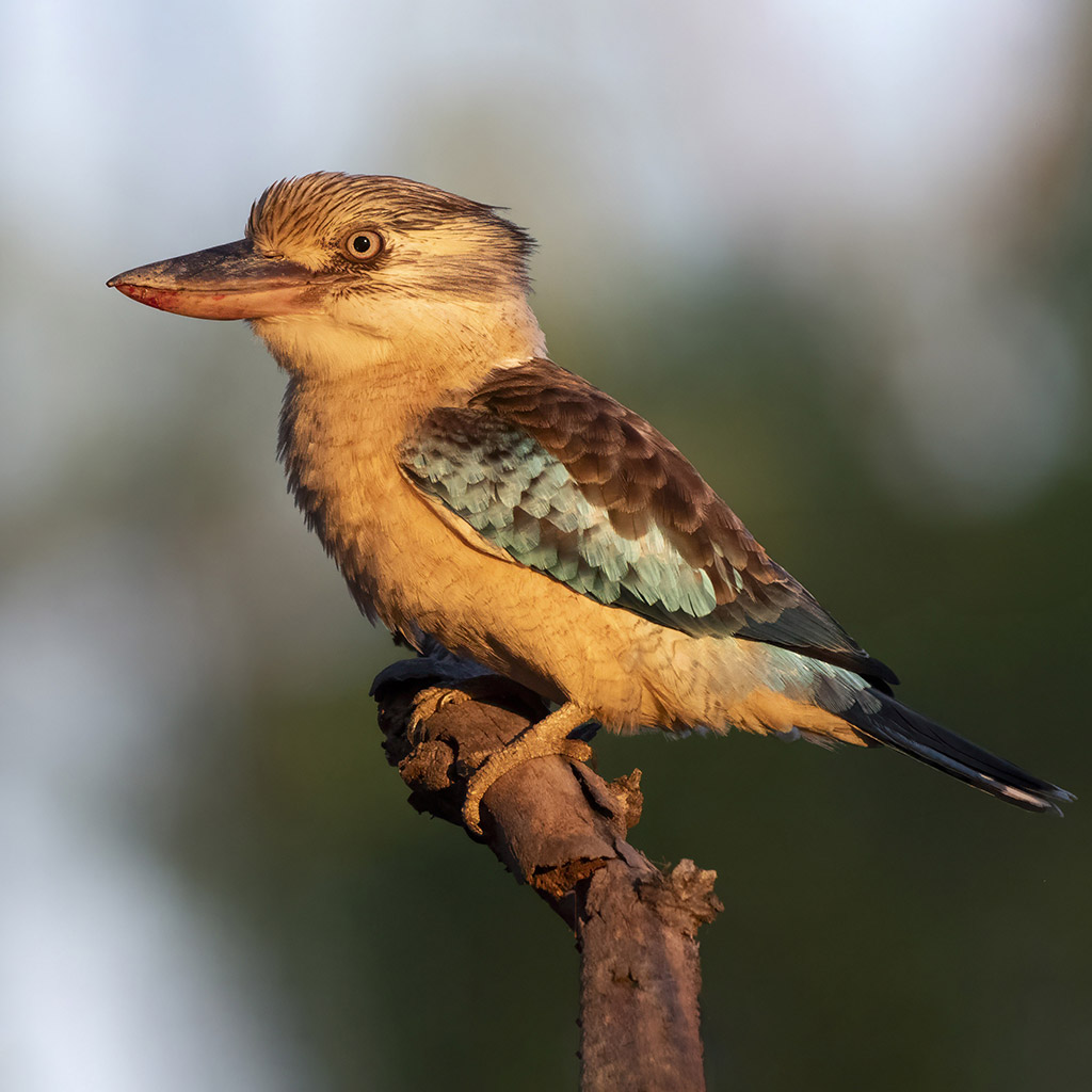 Blue-winged Kookaburra