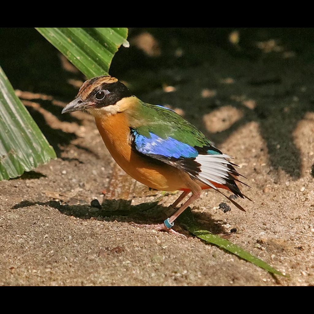 Blue-winged Pitta