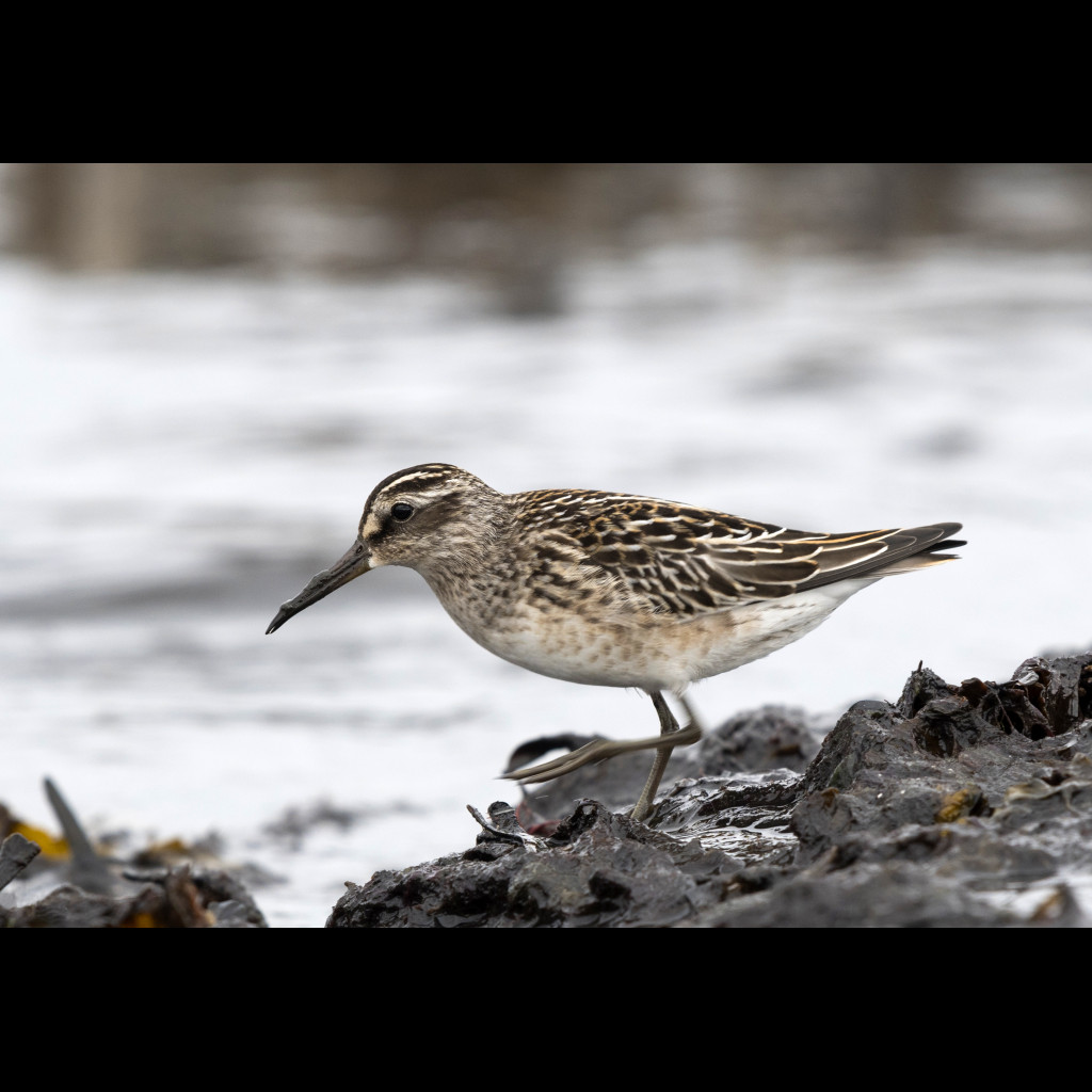 Broad-billed Sandpiper