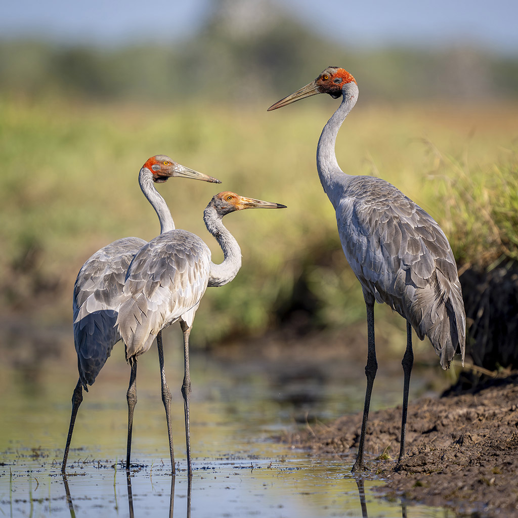Brolga