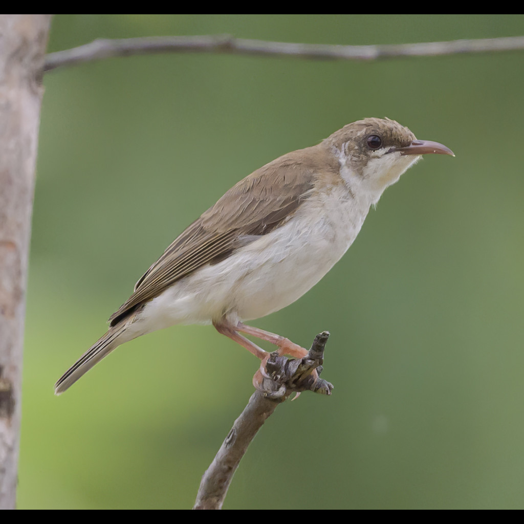 Brown-backed Honeyeater