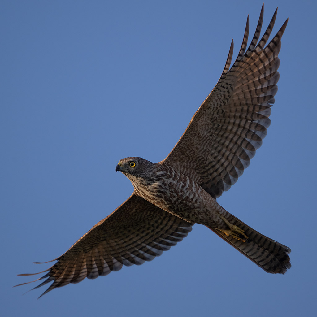 Brown Goshawk