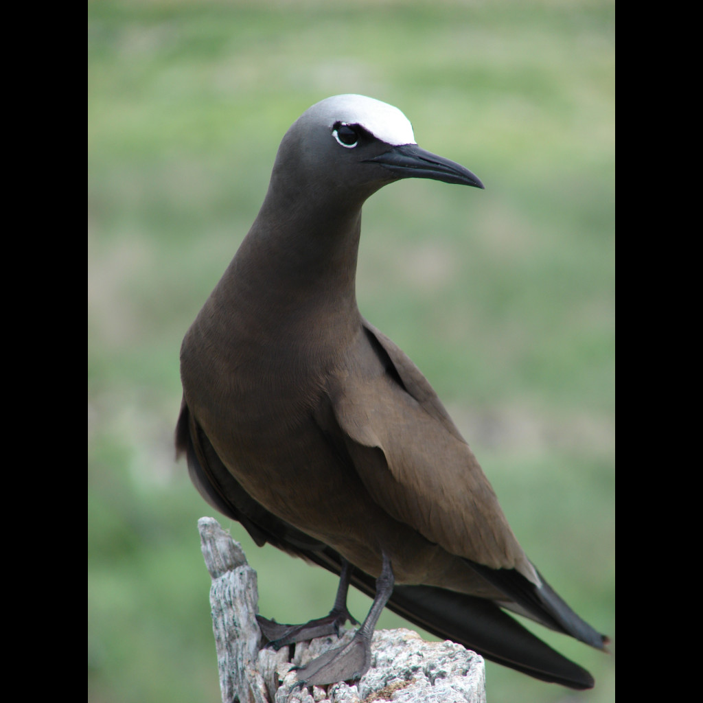 Brown Noddy