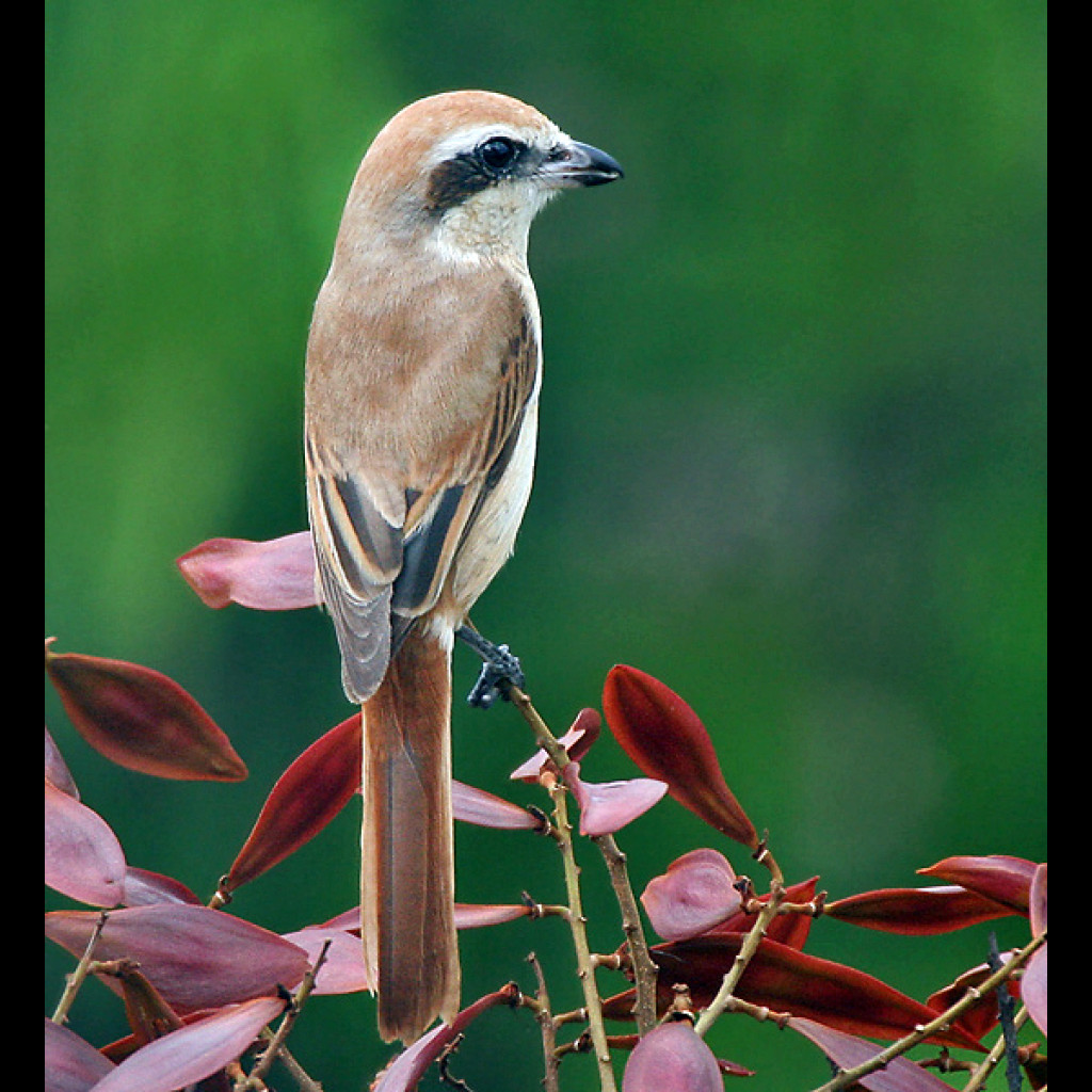 Brown Shrike
