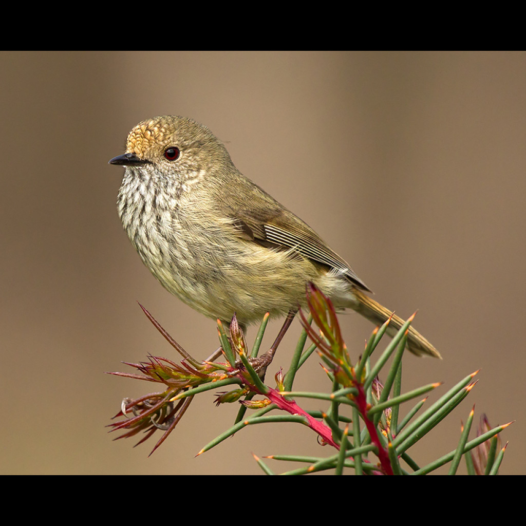 Brown Thornbill