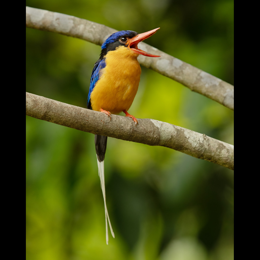 Buff-breasted Paradise-Kingfisher