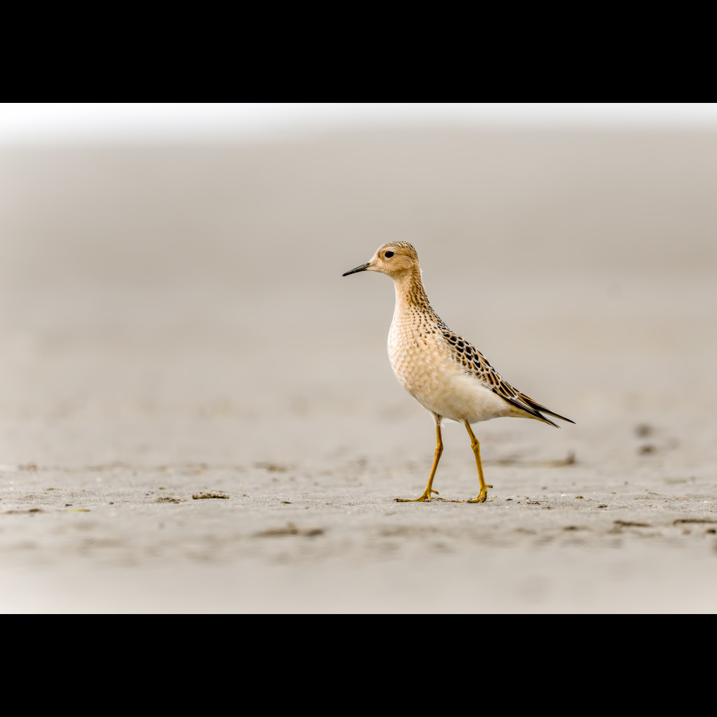 Buff-breasted Sandpiper