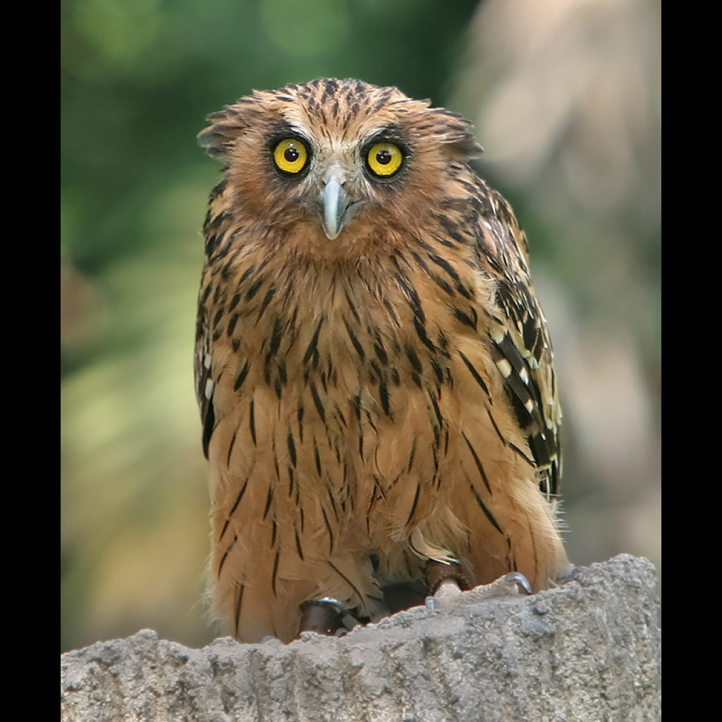 Buffy Fish-Owl